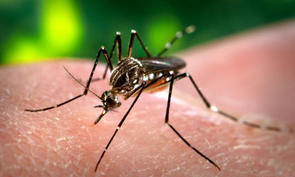 http://thepassengernews.files.wordpress.com/2009/03/mosquito-del-dengue.jpg